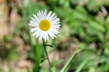 Trailside daisy