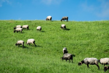 Grazing black-faced (Manech) sheep, bred for the quality of their milk and the Ossau Irate cheese made from it