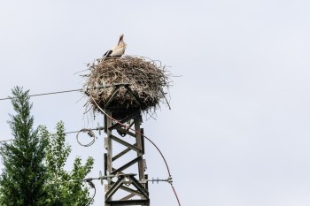 One of our first stork nests