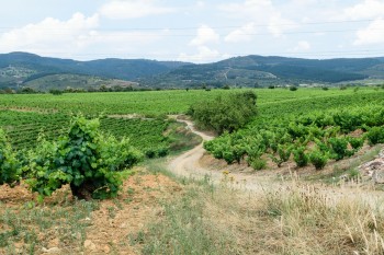 Vineyard country