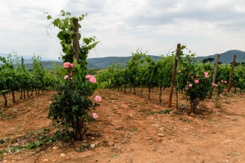 Grapevines and roses